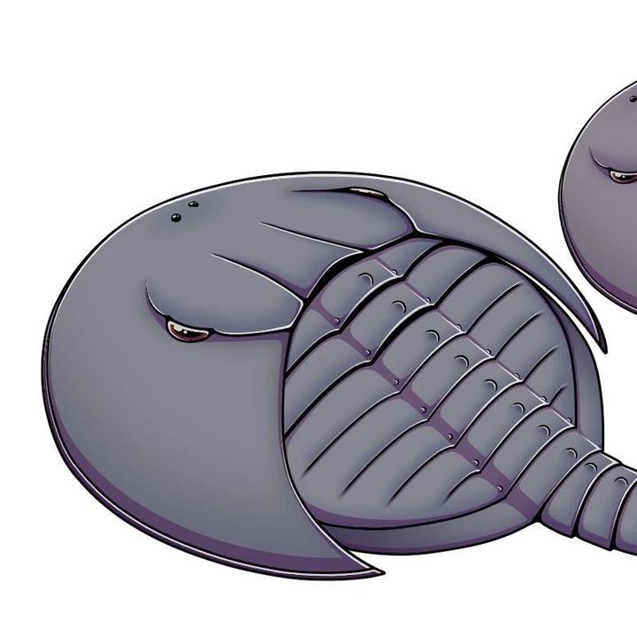 【动物界全系列】肢口纲—剑尾目