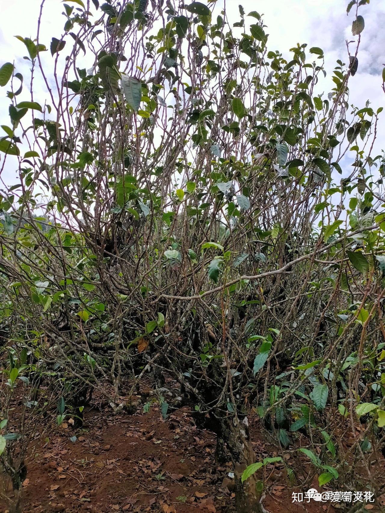 一分钟了解云南古树藤条茶