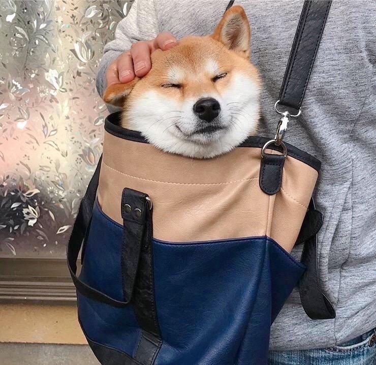 有没有类似于这种的沙雕动物头像? - 知乎