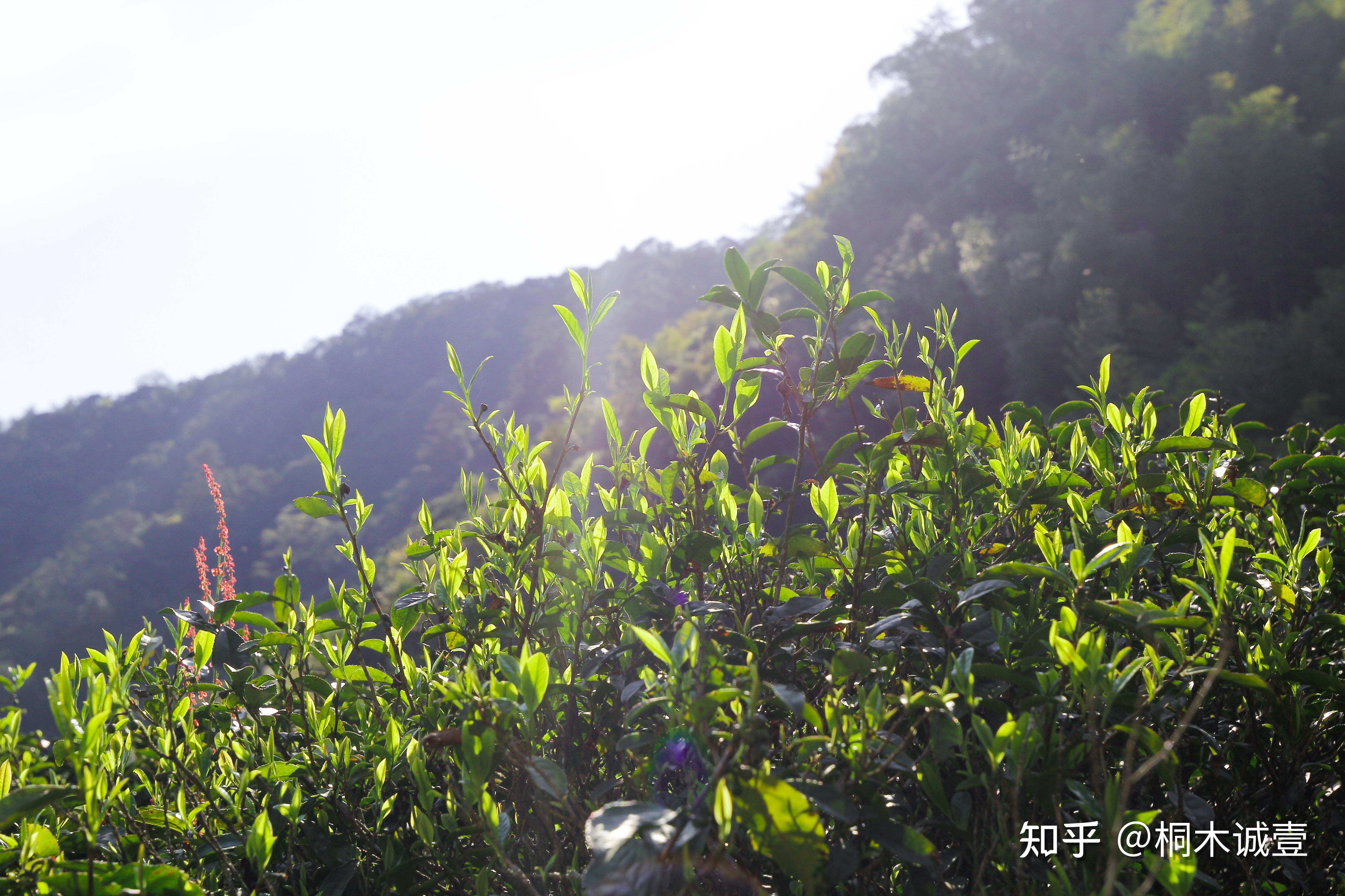 荒野老树独特枞韵百年野茶老枞红茶