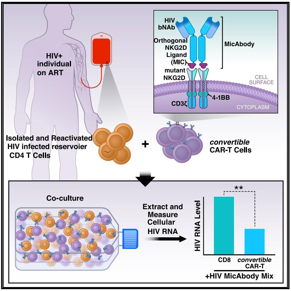 Cell 这种治愈癌症的新技术car T 被改造后有望攻克艾滋病 知乎
