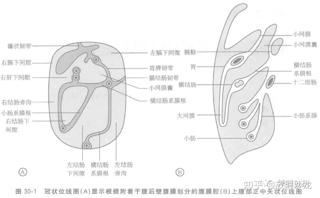 肠系膜解剖好难