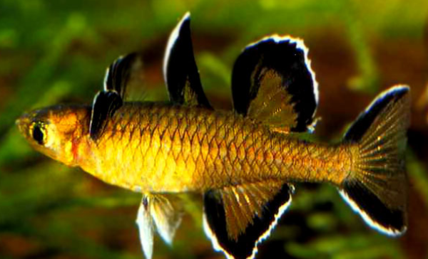 常见鱼种科普八 银汉 宝石一般的中小型鱼类 知乎