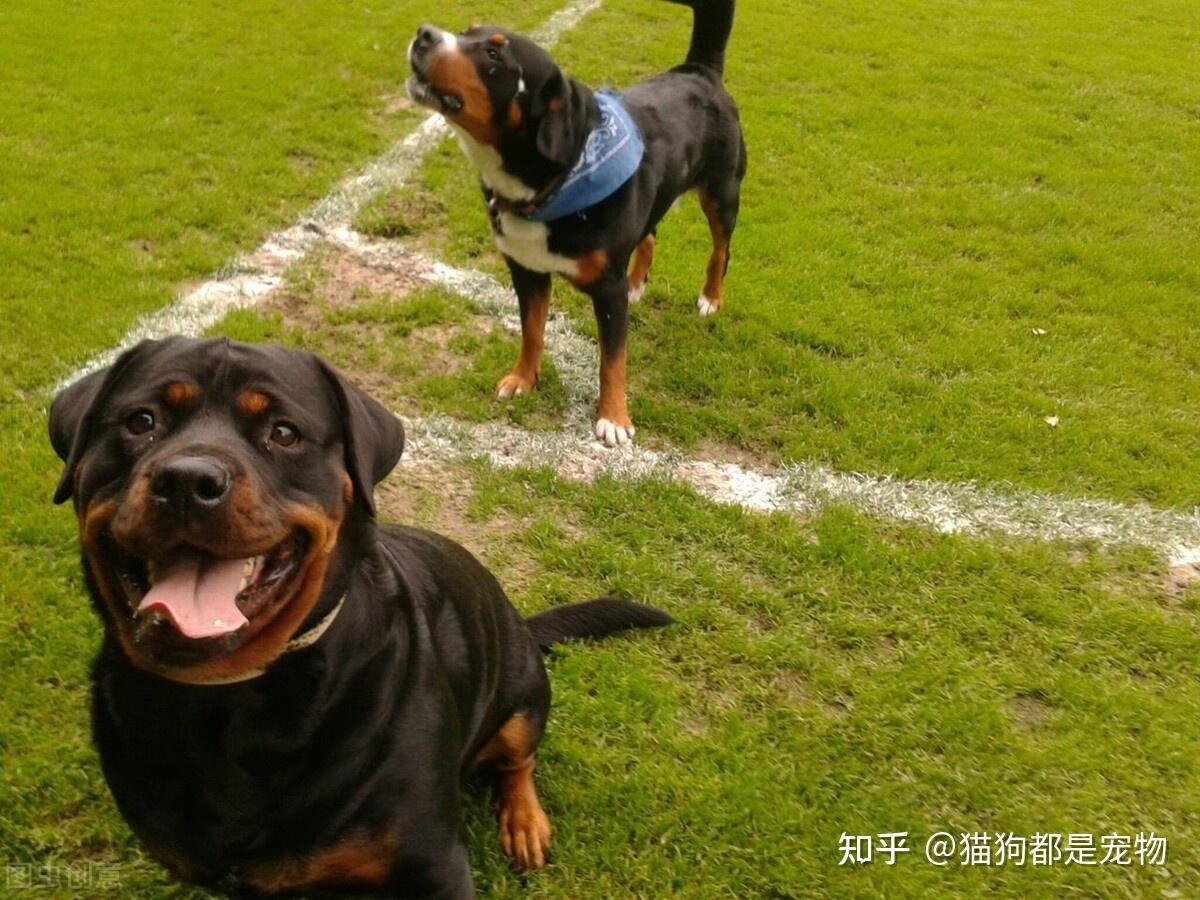 十大忠诚的狗排名大型犬（盘点地球上最忠诚10大狗类，中国这只“神犬”获得亚军） - 生活 - 布条百科