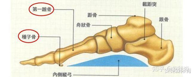 距骨根刺图片