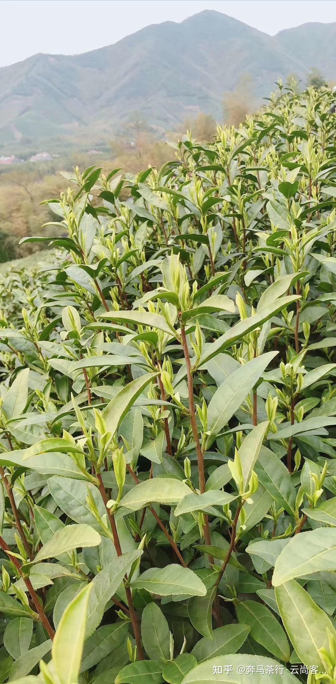 龙井春茶从乌牛早到明前茶深受茶客追捧