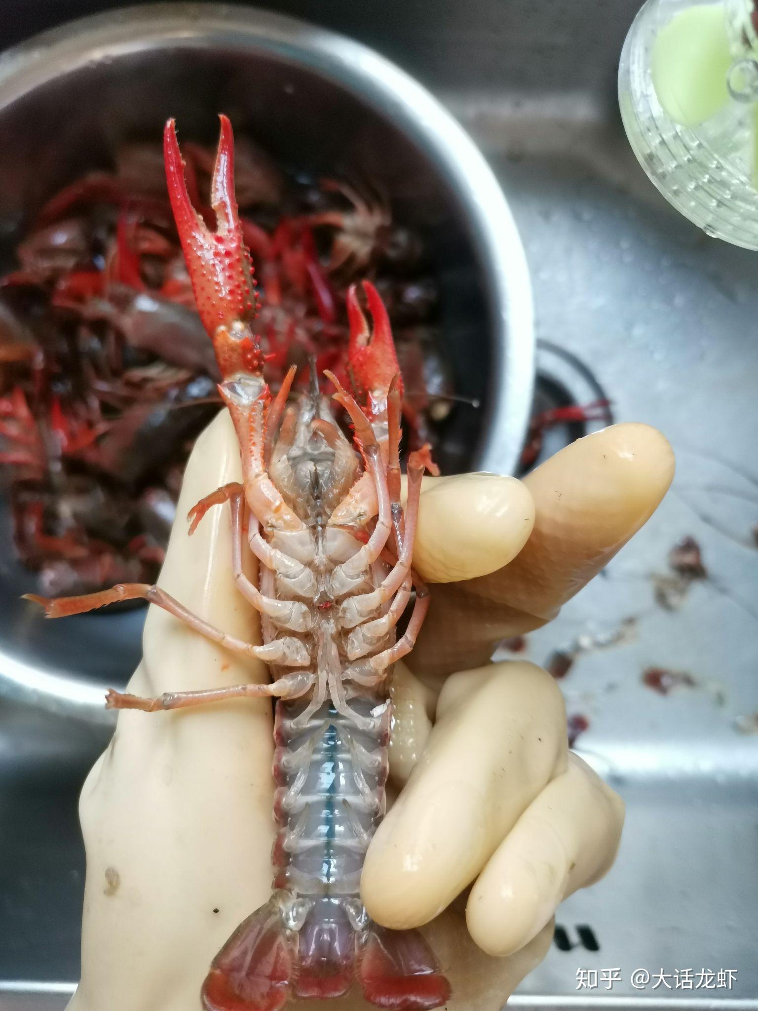 Cleaning Crayfish Picture And HD Photos | Free Download On Lovepik