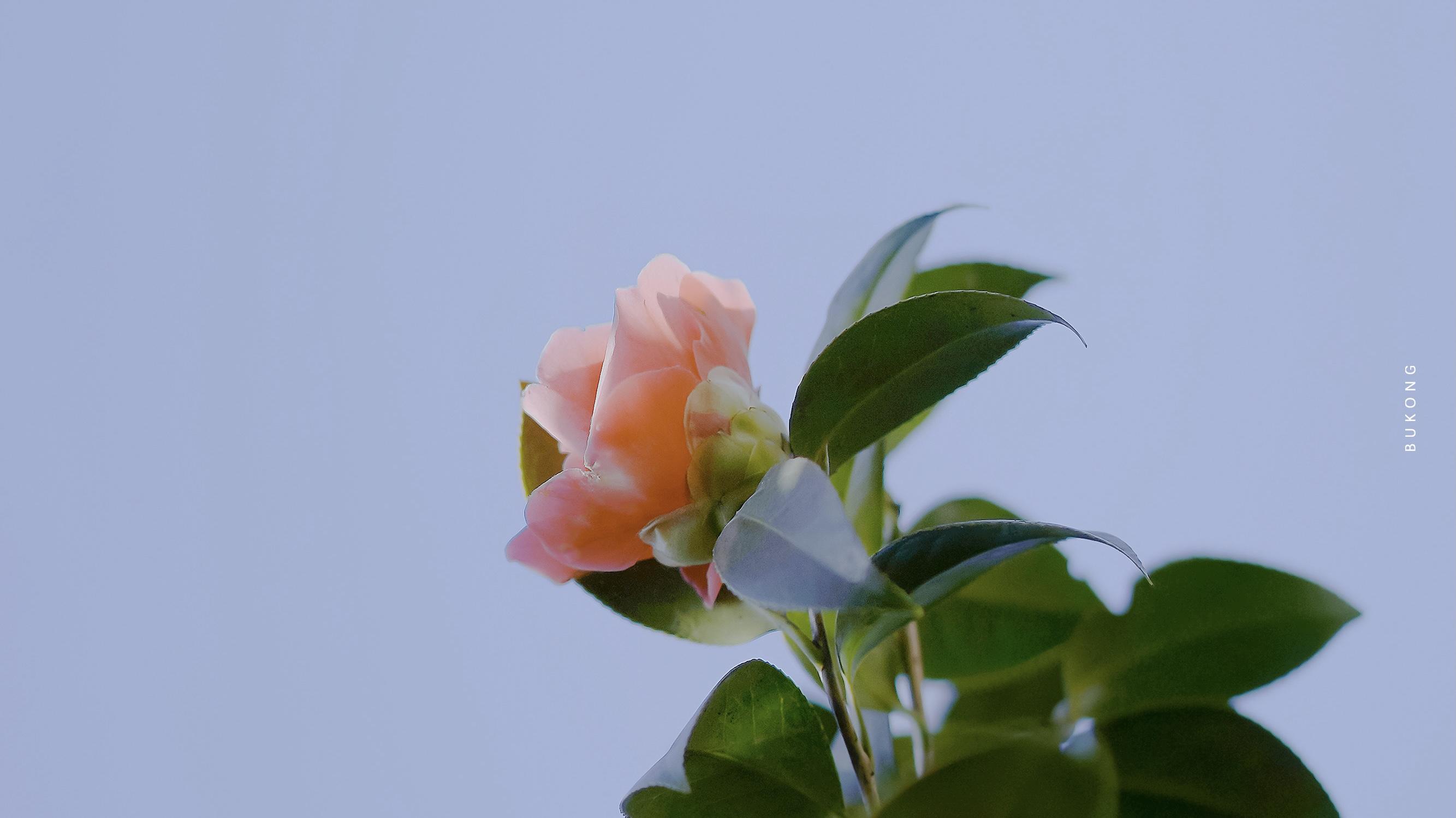 可以给我分享一下那种看起来贼舒服的壁纸吗?