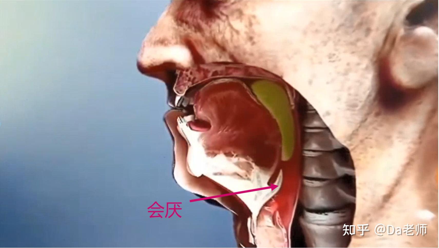 為什麼喝水水進入食道沒有經過聲帶但卻立即會讓嗓子感覺明顯溼潤舒適