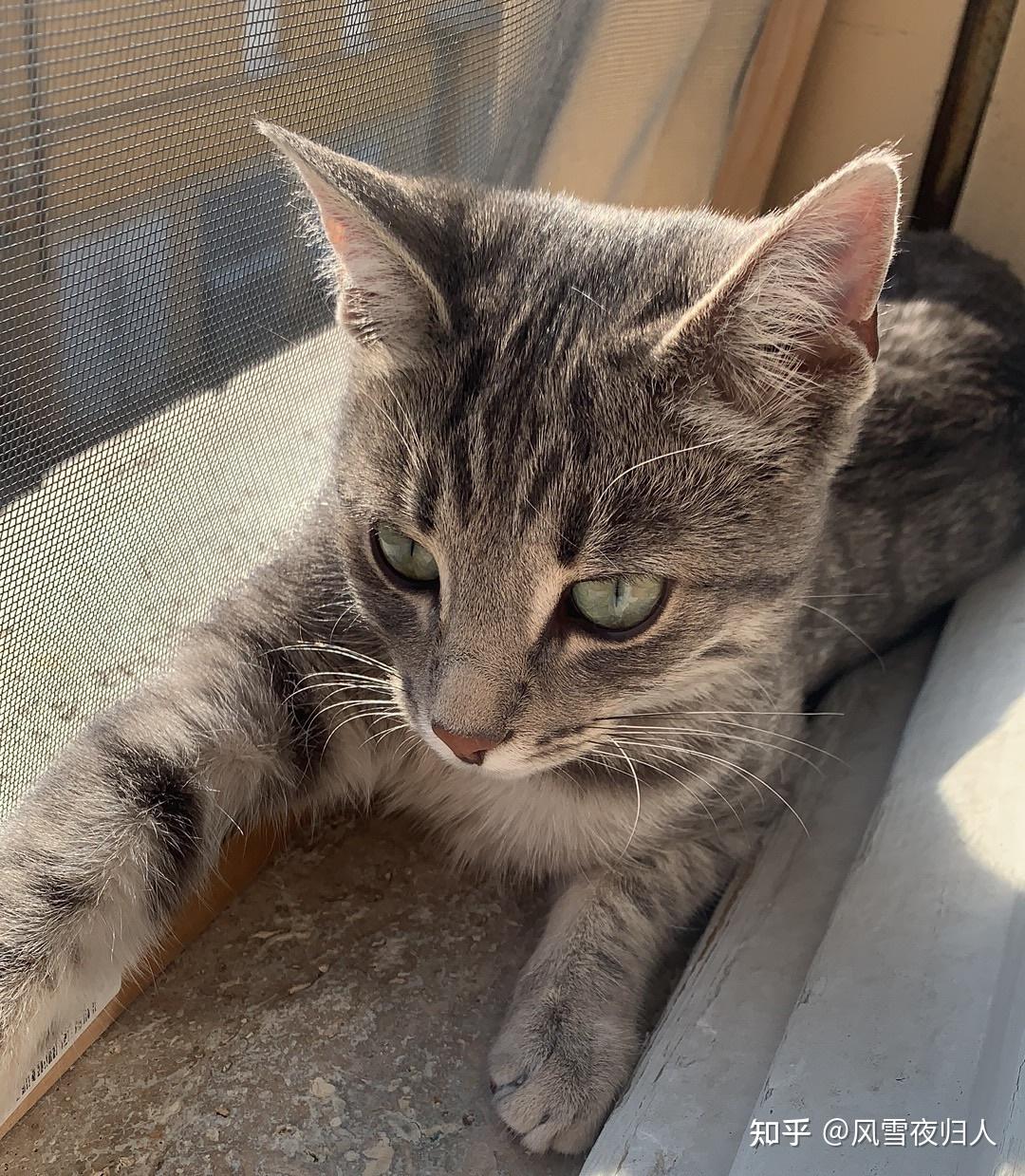 灰色狸花猫罕见吗?