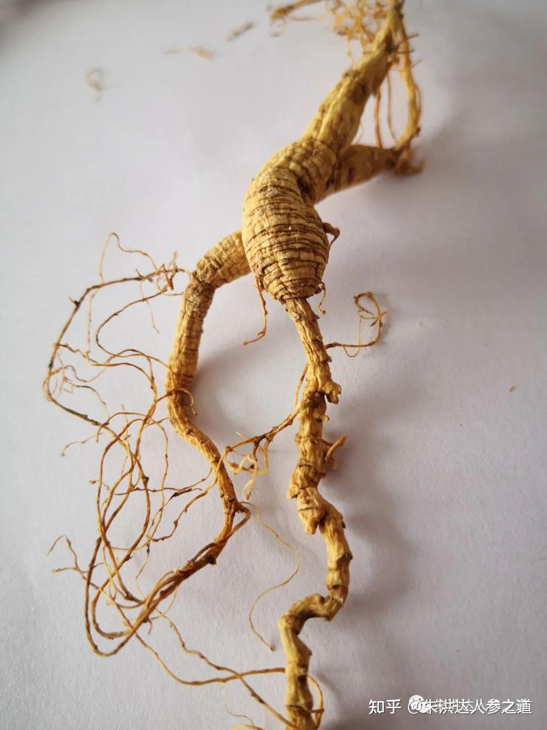 野生人参的重生之迷 - 知乎