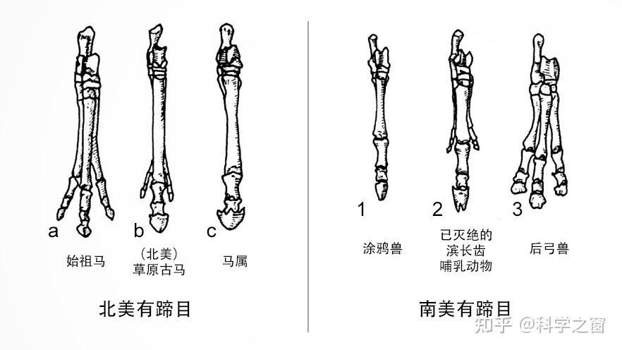 马脚图解图片