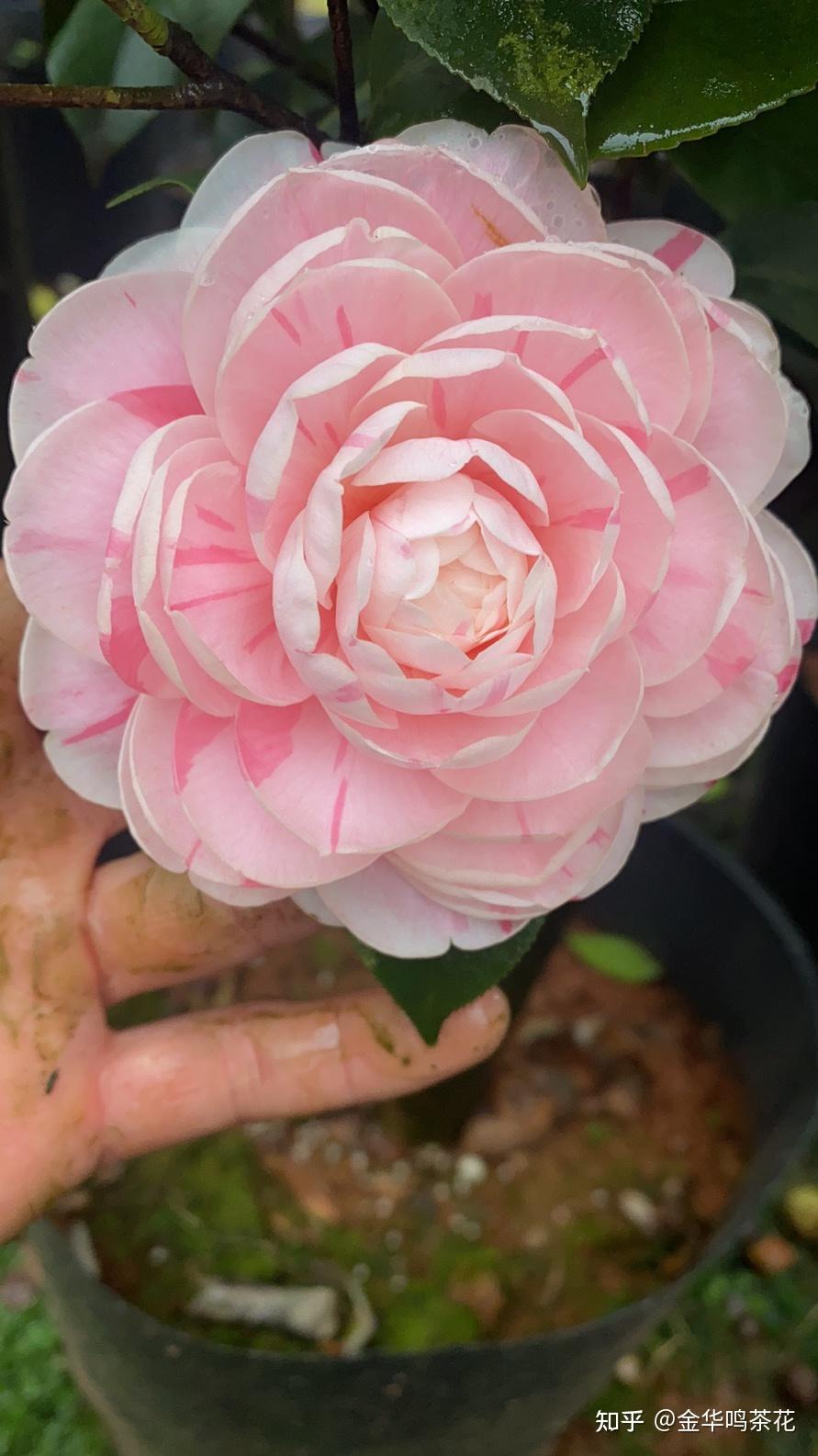 多品种茶花黑牡丹