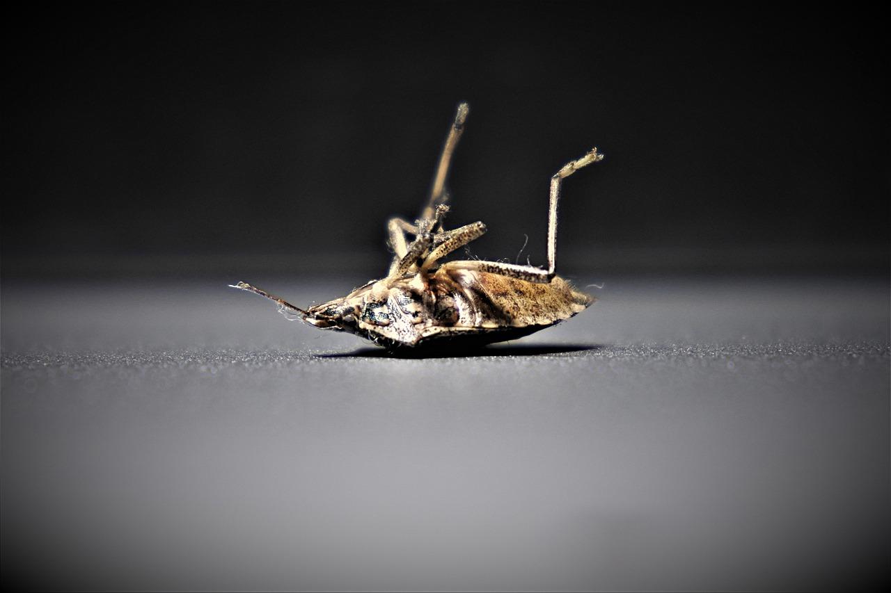 3. 席子螨虫治理