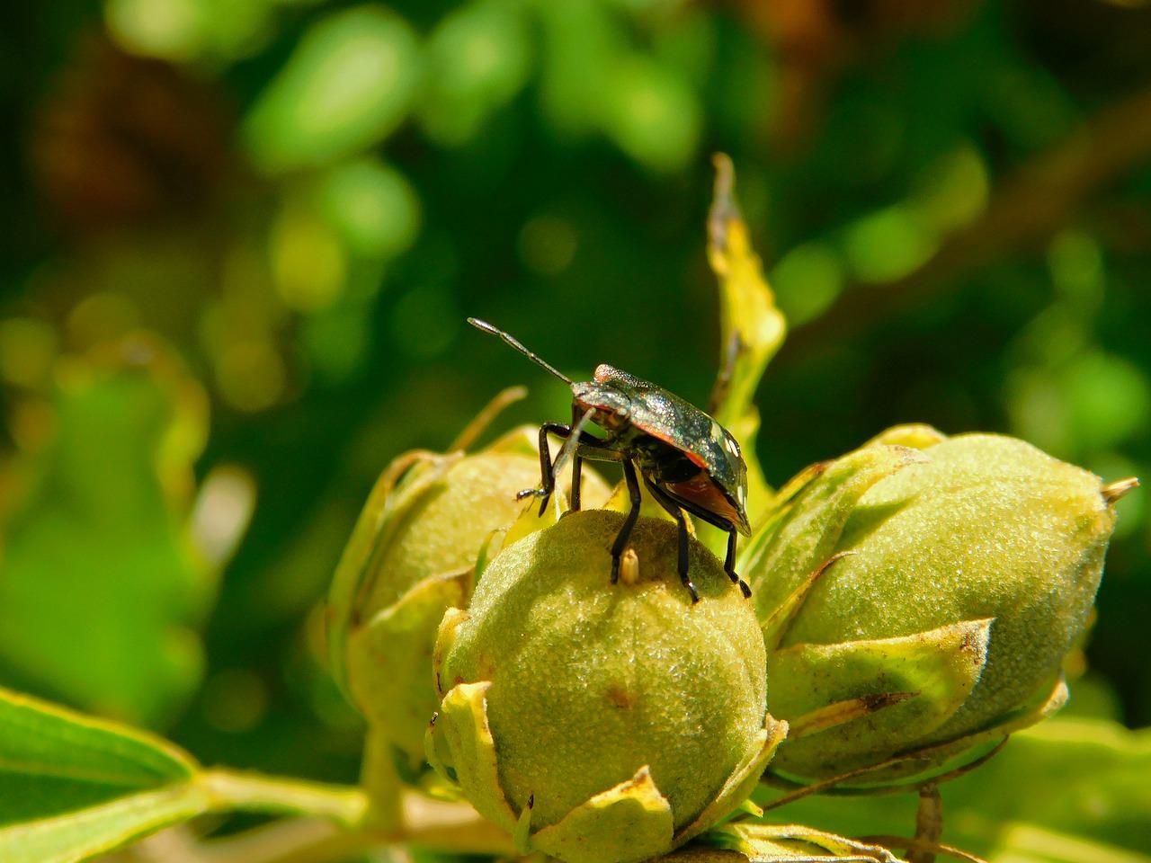 什么东西可以治臭虫