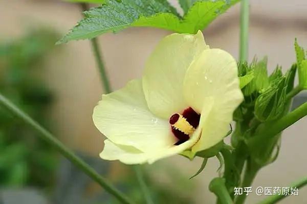 神威黄蜀葵花图片