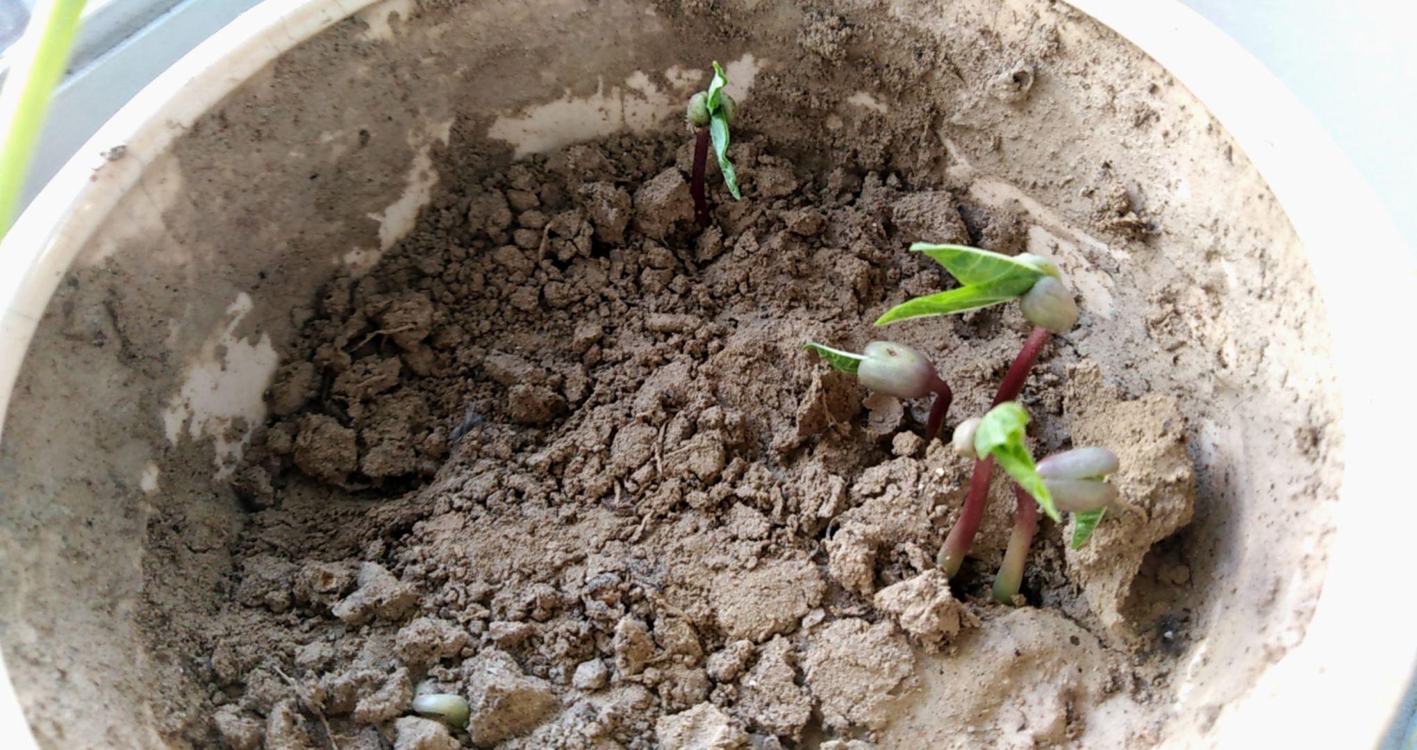 一篇断断续续普普通通的种红豆记录
