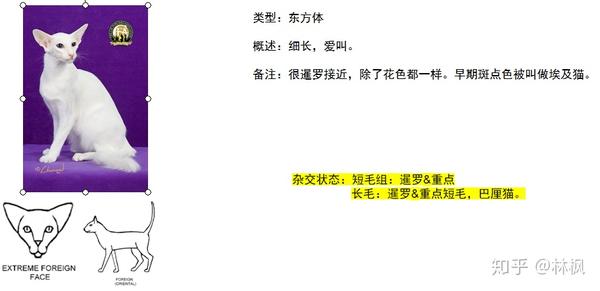 世面能看到的所有纯种猫简介 知乎