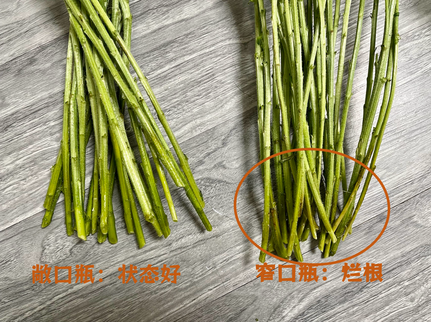 风铃花如何养护活得更久、更漂亮？|植物养护攻略 - 知乎