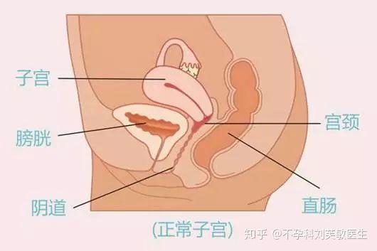 听说 子宫后位不容易怀孕 知乎