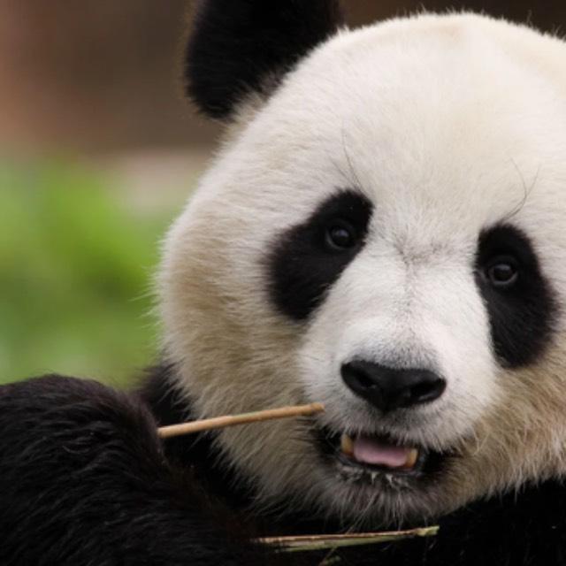 熊猫从吃肉到啃竹子，进化反了吗？