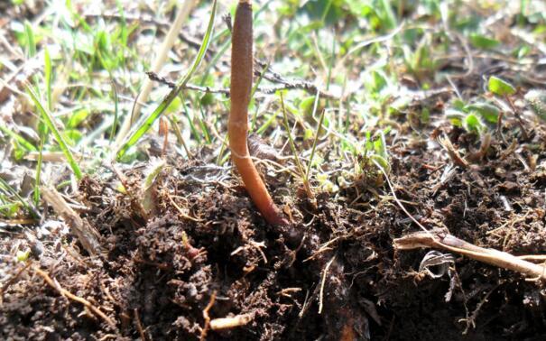 虫草干的好还是新鲜的好?虫草功效作用有哪些?