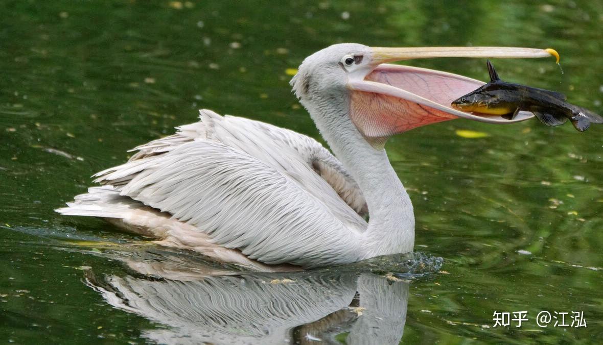 无棘腔鳄一张大嘴鲸吞世界