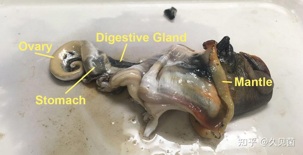 海螺尾部到底是黄还是屎知道真相的我心情久久不能平静
