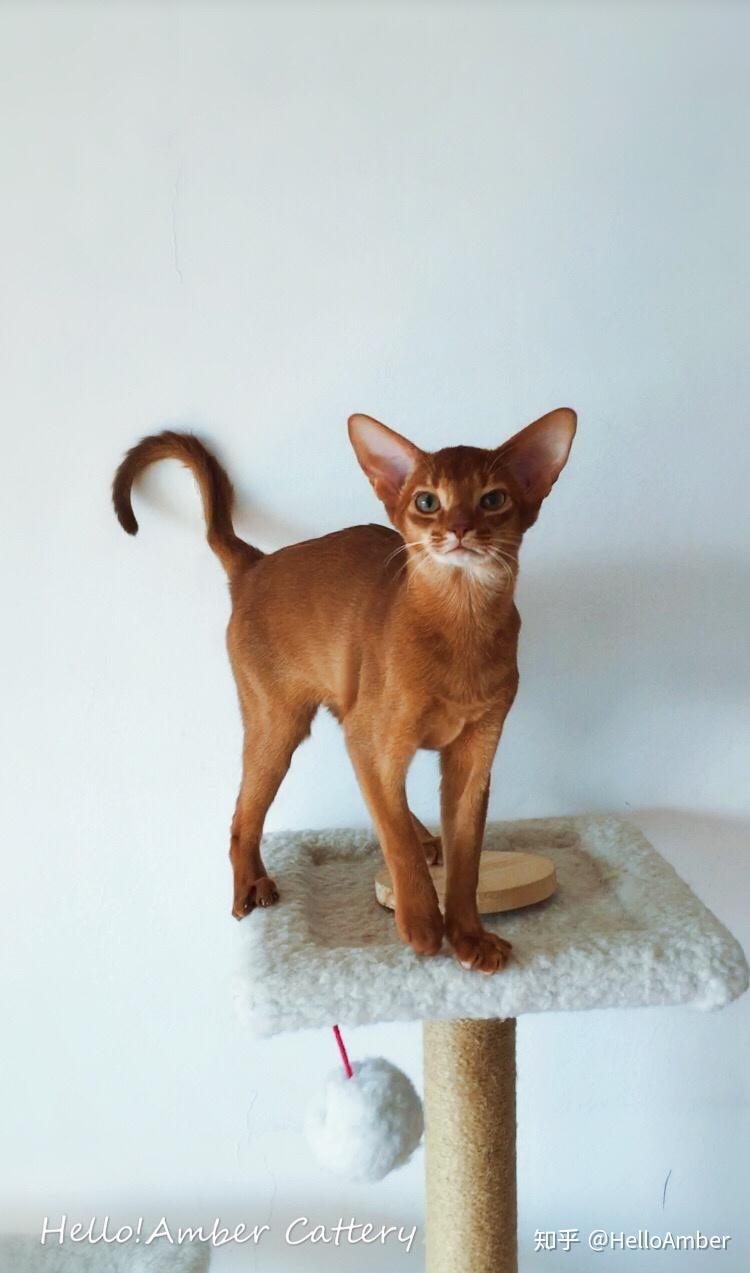 阿比西尼亚猫的四个颜色