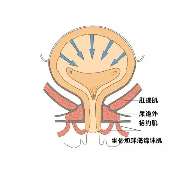 到了年纪就会漏尿?你真的了解漏尿吗? - 知乎