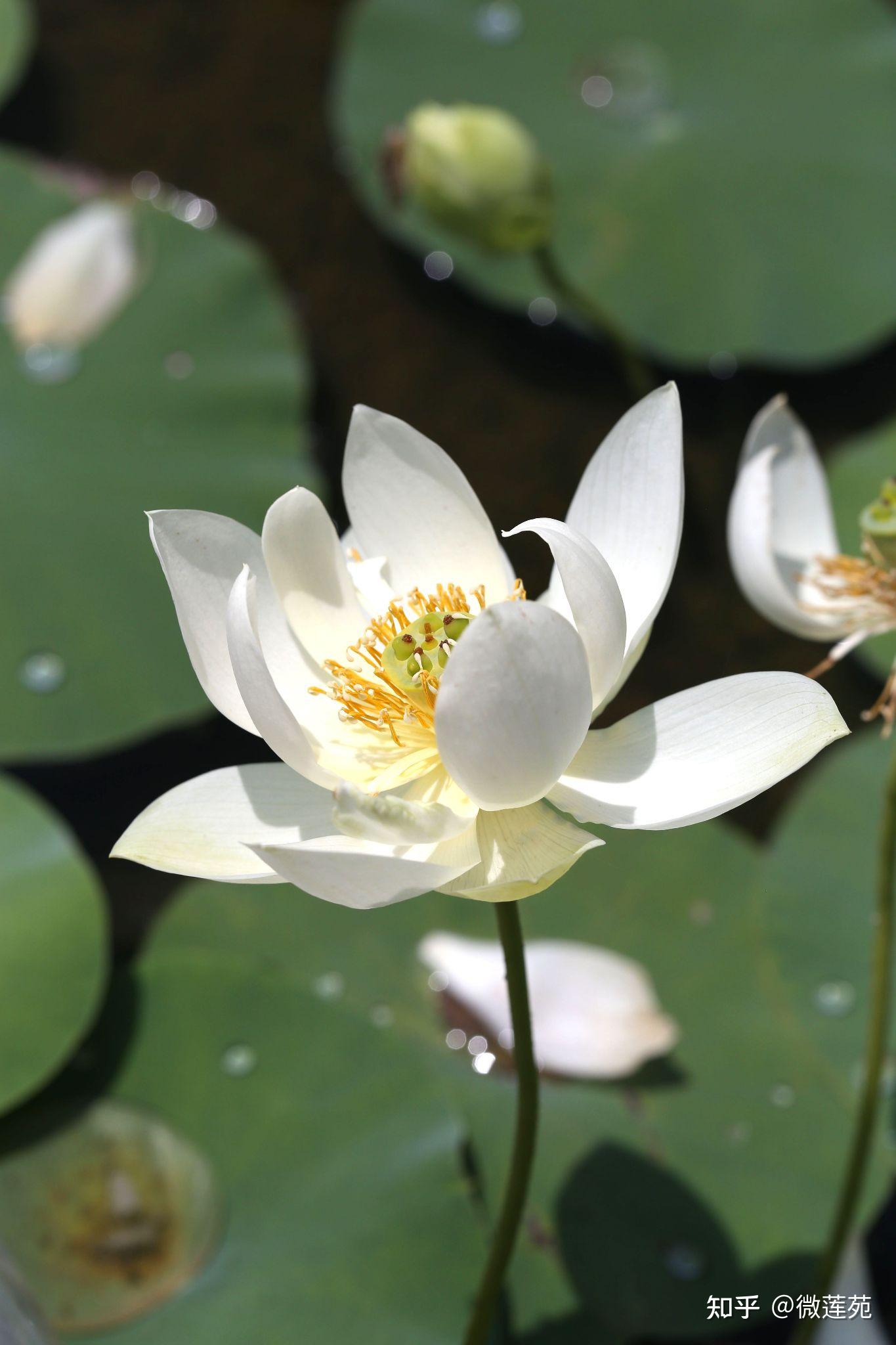 微型碗莲小荷花翠微绿