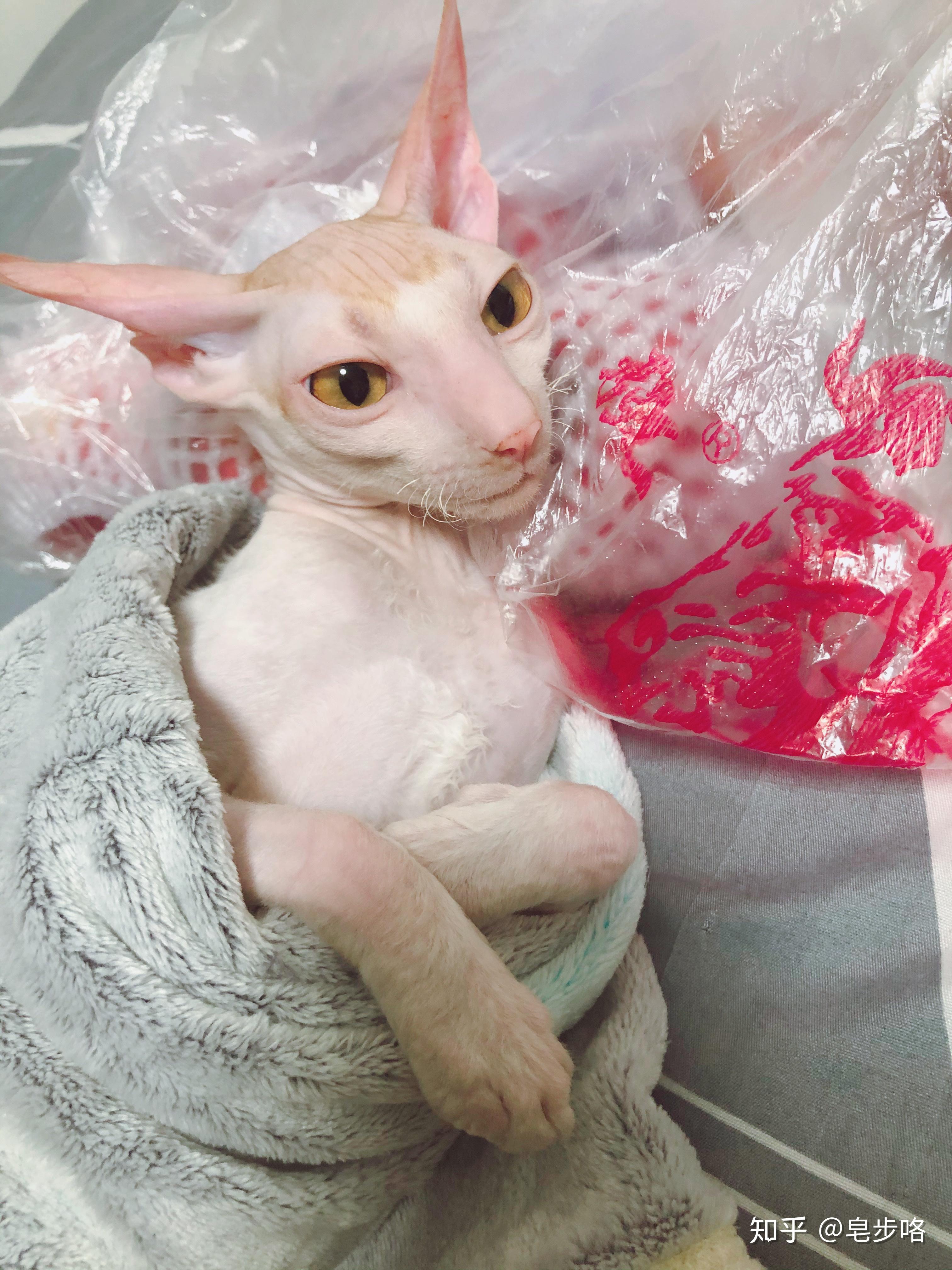 养柯尼斯卷毛猫是种怎样的体验? - 知乎