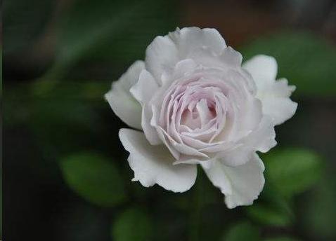月季花怎么样养才不黄 v2-bd1ef5eee8f4d2cd167e88a9b40b794c_r.jpg