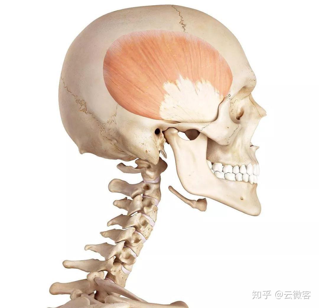 颞肌起自颞窝,肌束如扇形向下会聚,通过颧弓的深面,止于下颌骨的冠突
