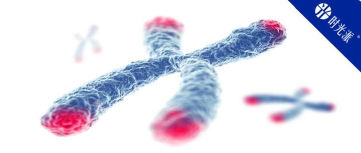 延长端粒的最好办法是抢别人的?Nature子刊:效果比端粒酶强30倍 - 知乎