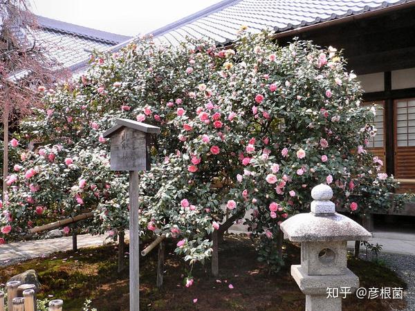 日本茶花100选 012五色八重散椿 知乎