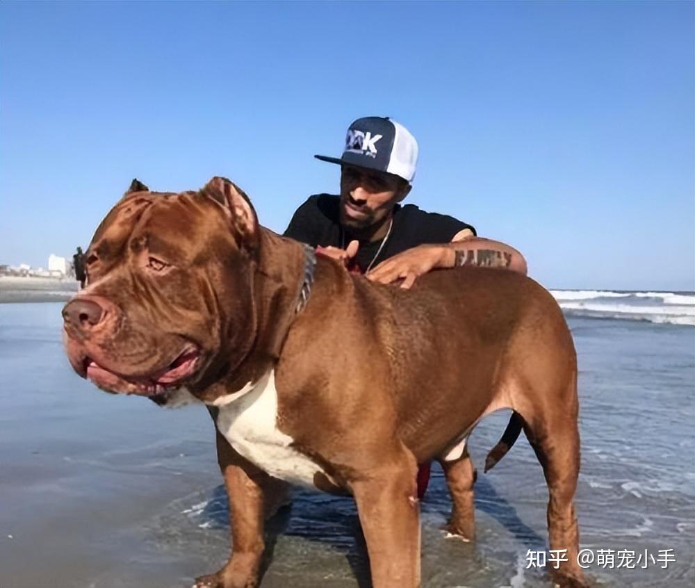 "美国恶霸犬"——少人知道的狗,它才是真的忠心 - 知乎