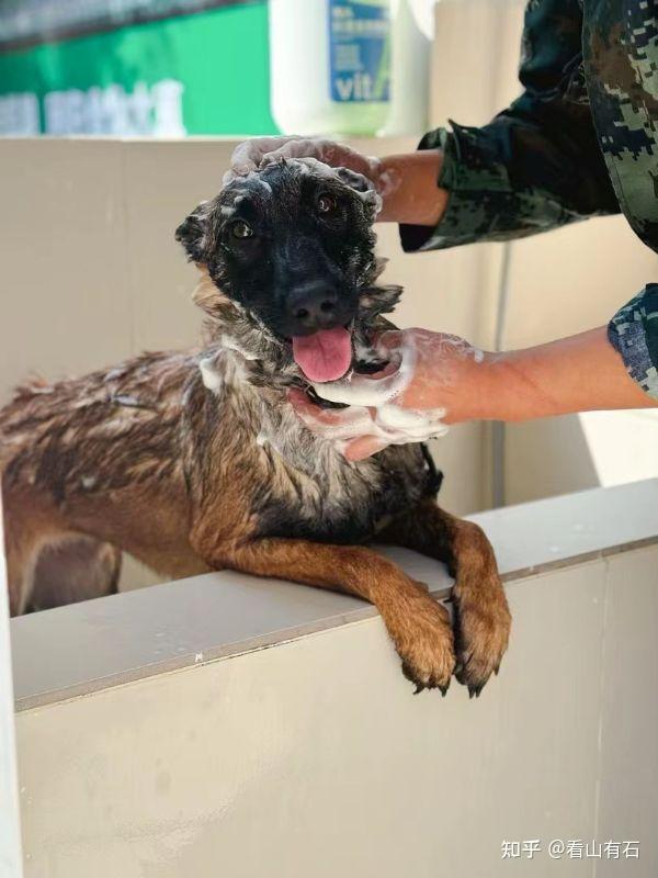 广州养宠家庭,到底要不要送狗去训练?又该如何选择训犬机构? - 知乎