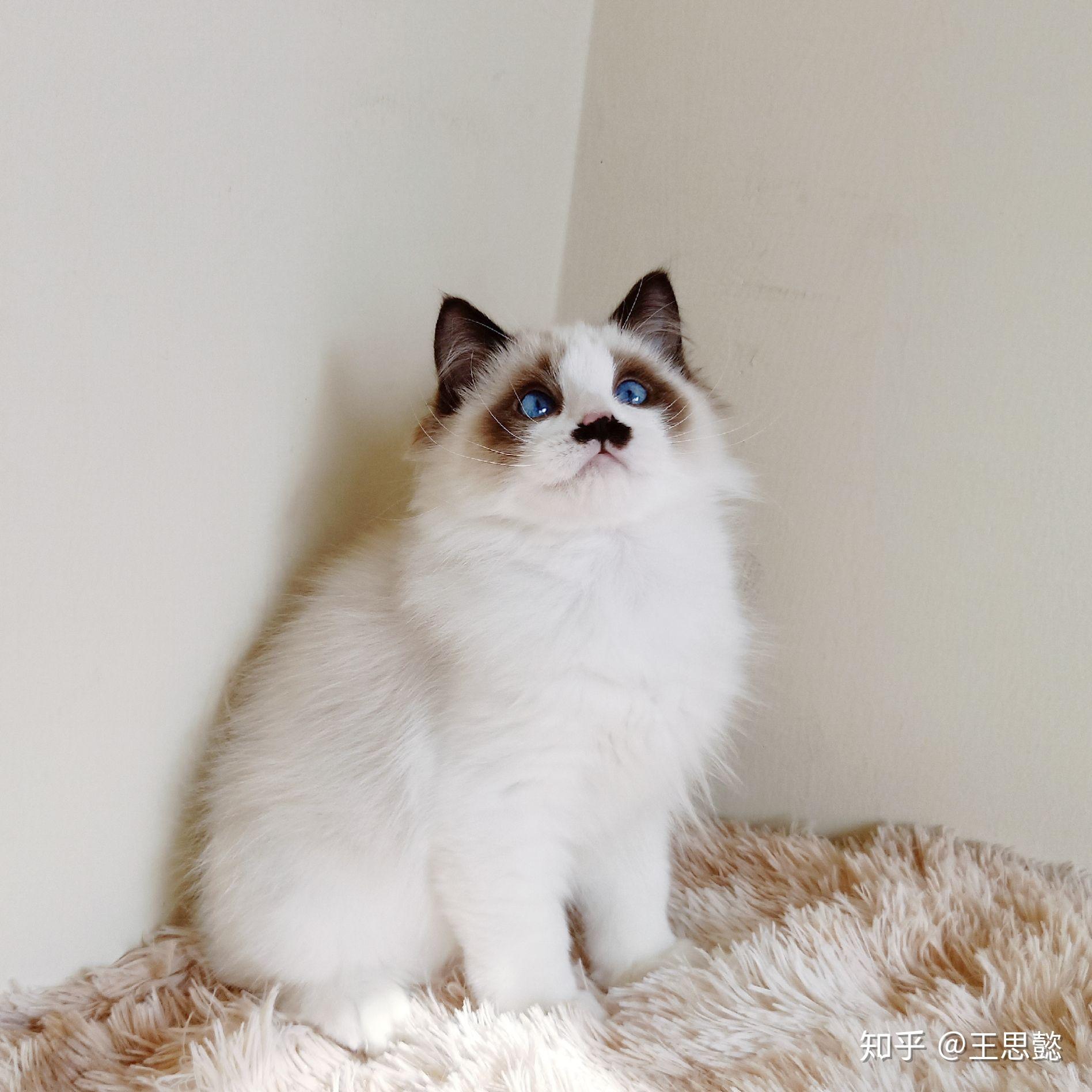 我家布偶猫失格严重吗