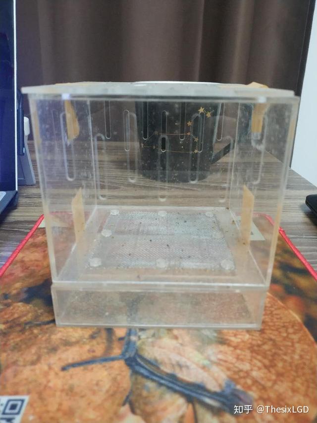九龙虫的成长过程其实和面包虫类似,但是周期要短的多,生长繁殖非常