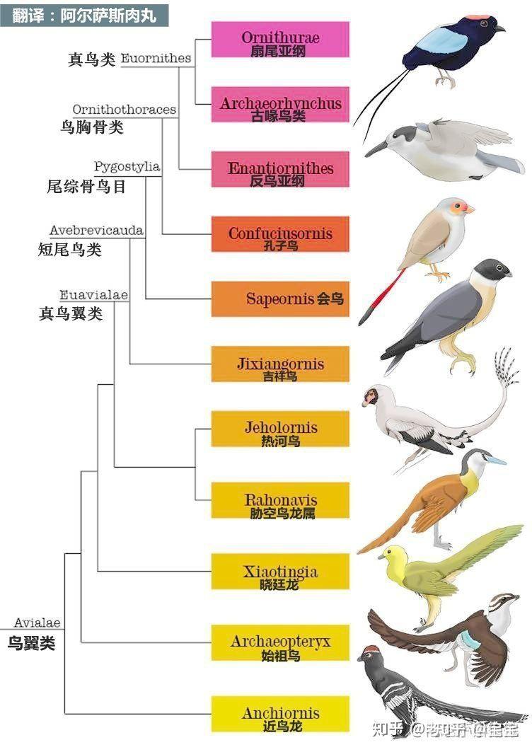 爬行动物进化树