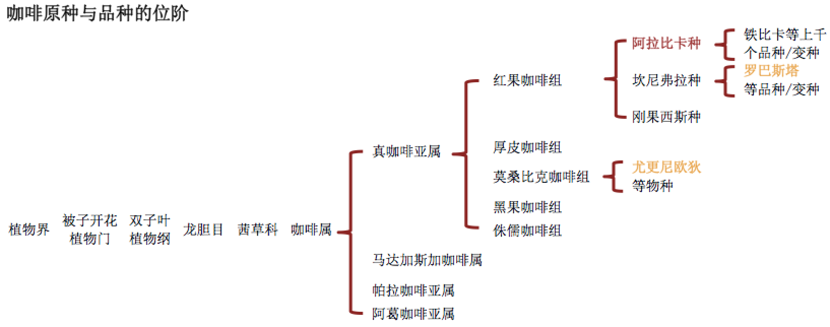 咖啡豆品种中阿拉比卡和罗布斯塔有什么区别呢