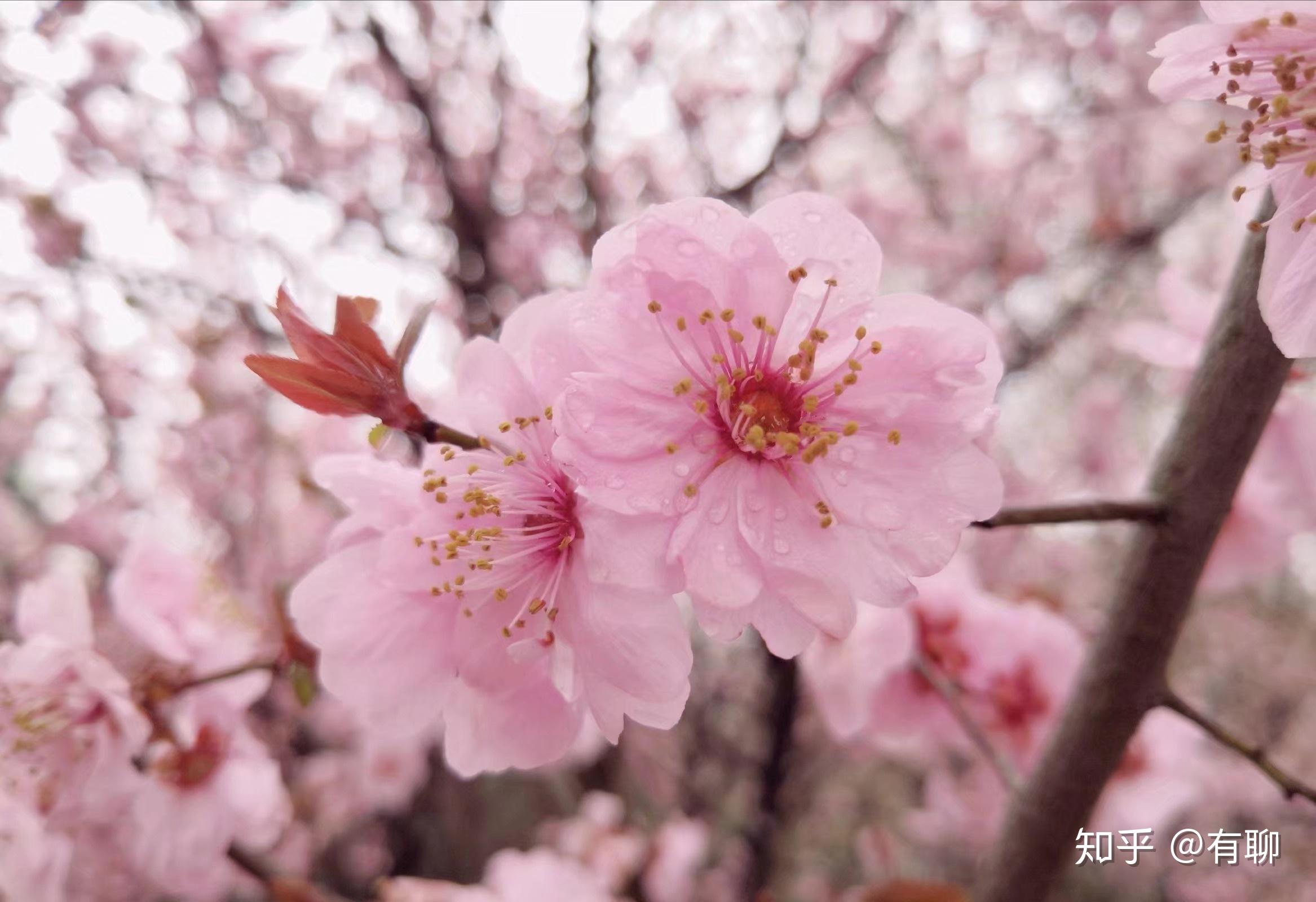 有什么樱花粉色系好看的壁纸? - 知乎