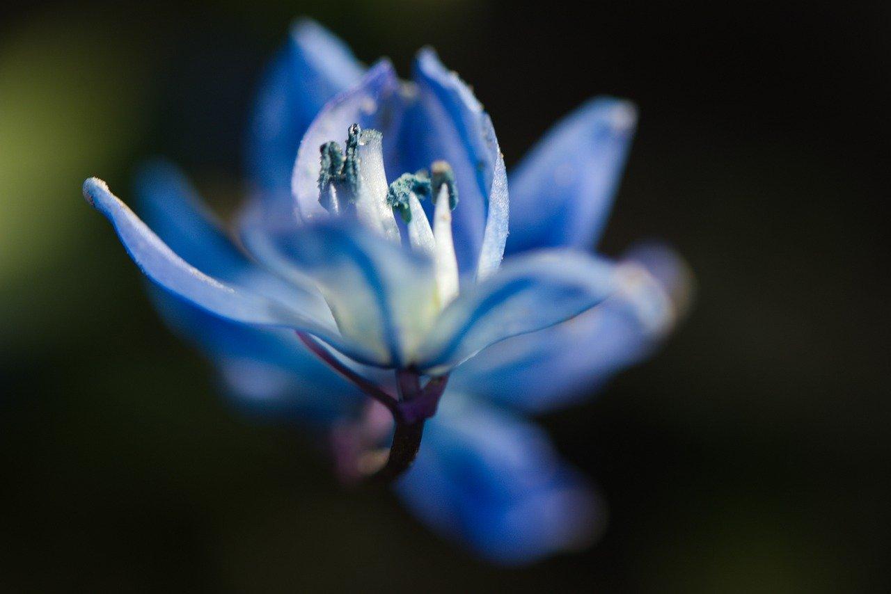 红菊苣产量是多少