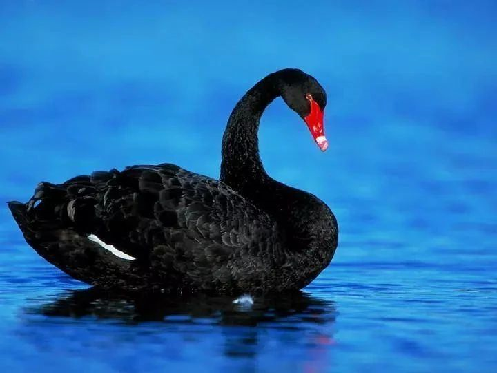 黑天鹅与灰犀牛