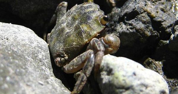 德州近方蟹1962年在美国德克萨斯州艾斯特莱恩一处奇怪的高浓度盐泉中被发