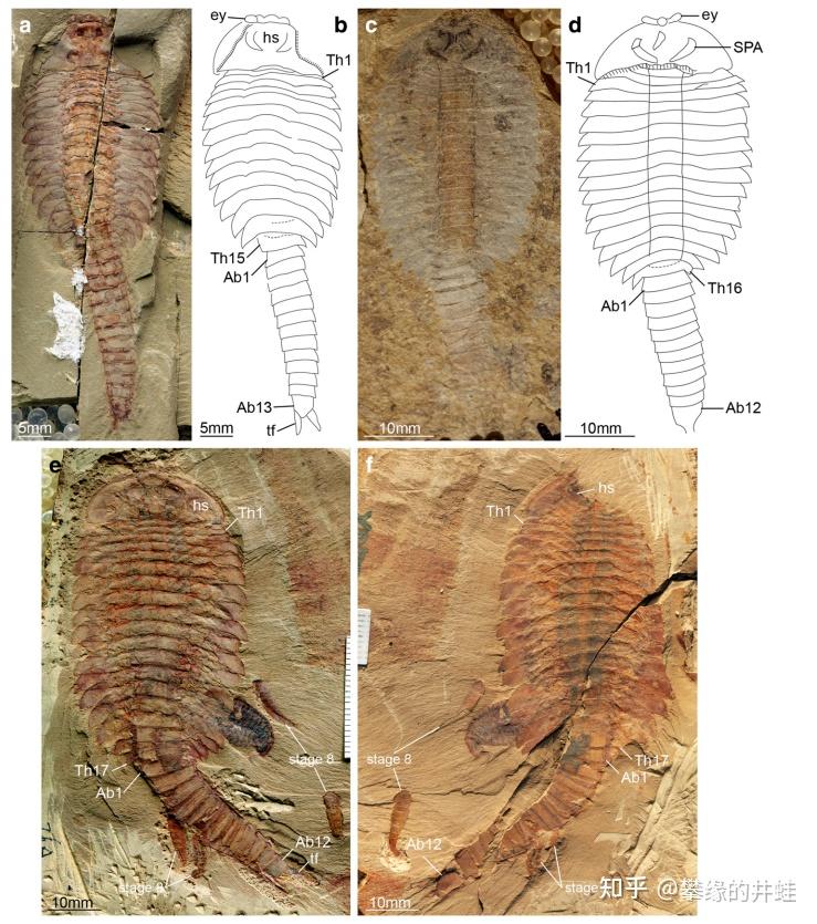 特別編＞最古の脳を持つ生物 Fuxianhuia ※希少 Fuxianhuia protensa