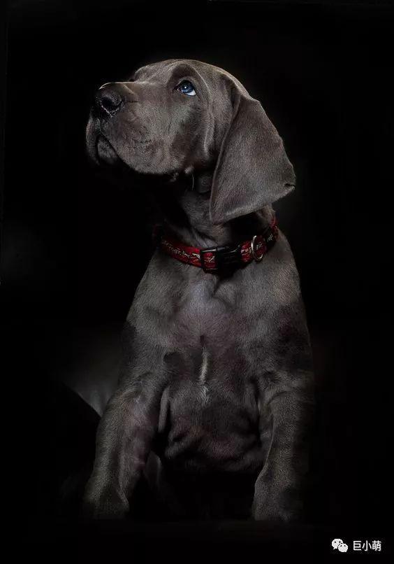 它是世界最高大的狗,一口就能吞下芝娃娃,也是李小龙至爱 - 知乎