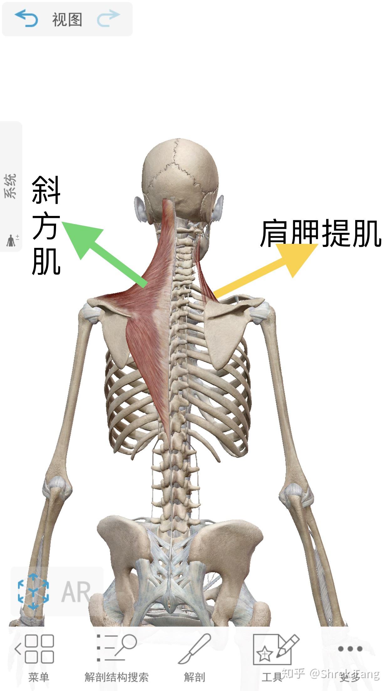人肩膀骨头的构成图图片