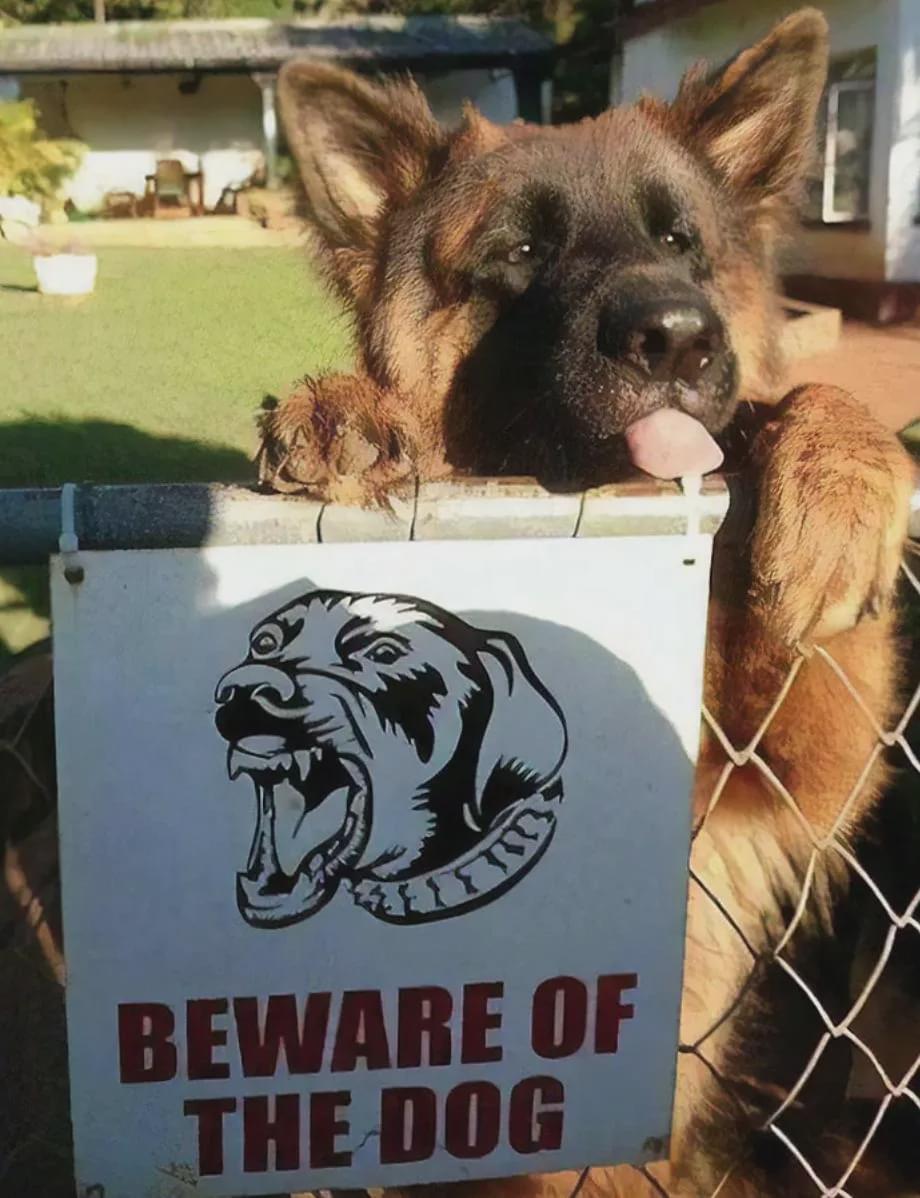 狗狗被人用雨伞戳头,对方说出的原因让主人气愤!